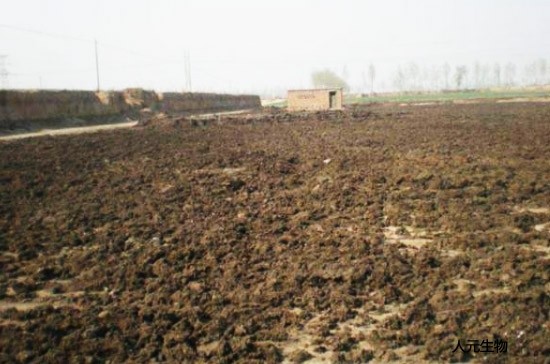 直接使用未處理的雞糞對農(nóng)作物有什么影響