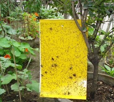 廣西誘蟲板介紹