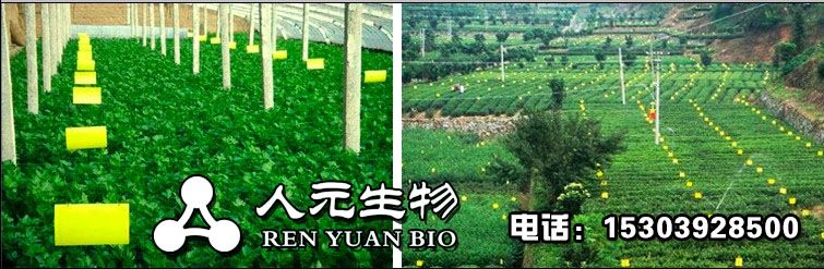 塑料大棚使用粘蟲(chóng)板的正確打開(kāi)模式 塑料大棚使用粘蟲(chóng)板的正確打開(kāi)模式