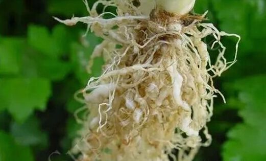 雞糞直接施用到作物上存在的隱患 雞糞直接施用到作物上存在的隱患