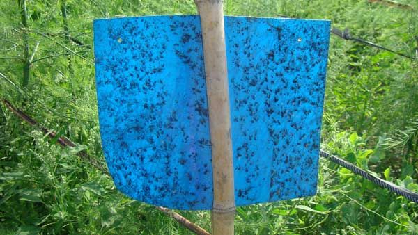 廣西粘蟲板能粘哪些蟲子