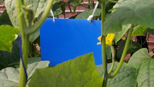 粘蟲(chóng)板能粘哪些蟲(chóng)子