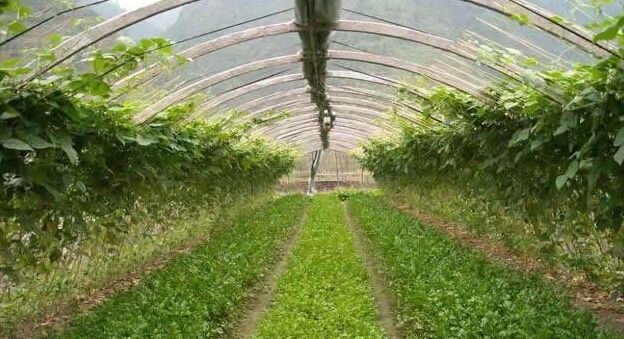 微生物菌劑如何讓土壤恢復(fù)健康！