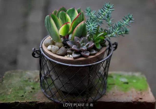 家庭養(yǎng)花自制有機(jī)肥料兩種方法 家庭養(yǎng)花自制有機(jī)肥料兩種方法