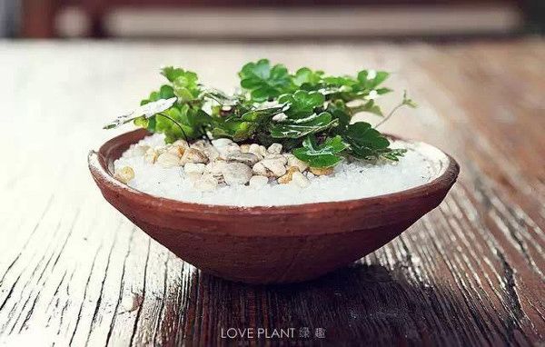 家庭養(yǎng)花自制有機(jī)肥料兩種方法 家庭養(yǎng)花自制有機(jī)肥料兩種方法