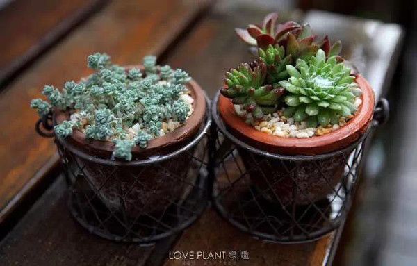 家庭養(yǎng)花自制有機(jī)肥料兩種方法 家庭養(yǎng)花自制有機(jī)肥料兩種方法