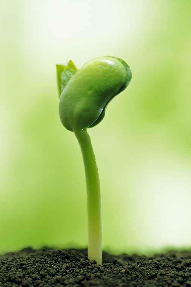 【科技文案】畜禽糞便生產(chǎn)有機(jī)肥技術(shù)_微生物發(fā)酵