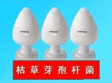 枯草芽孢桿菌_神奇的【枯草芽孢桿菌】菌肥都離不開你！