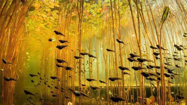 【藍(lán)瘦、香菇】遠(yuǎn)離污染、走進(jìn)綠色_人元生物