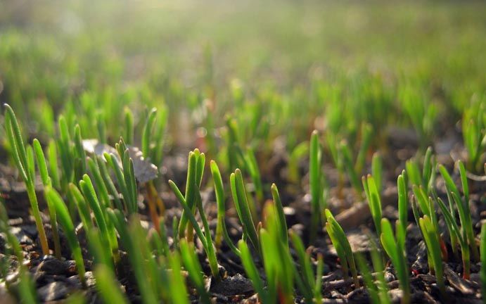 安徽除草劑選用兩要點