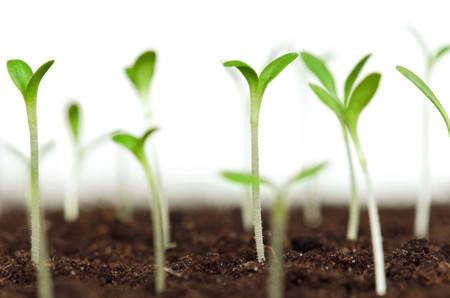 生物復合肥:使產(chǎn)量增加和土壤改良成為現(xiàn)實 生物復合肥:使產(chǎn)量增加和土壤改良成為現(xiàn)實