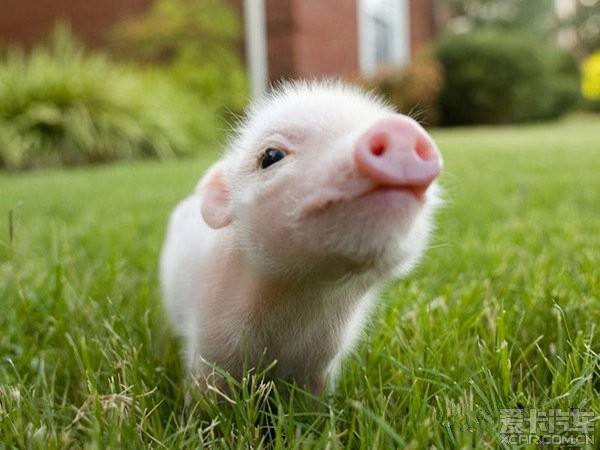 海南秋季養(yǎng)豬注意要點(diǎn)