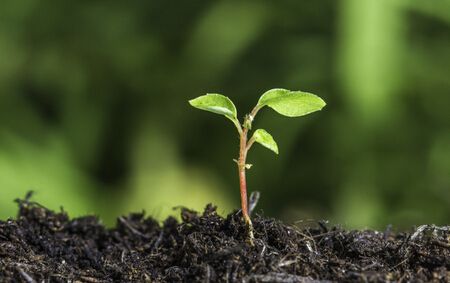 什么是有機(jī)肥發(fā)酵 _有機(jī)肥發(fā)酵 _糞便有機(jī)肥堆肥 什么是有機(jī)肥發(fā)酵 _有機(jī)肥發(fā)酵 _糞便有機(jī)肥堆肥