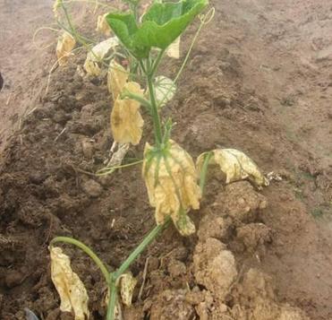 人元生物小指南_有機(jī)肥的堆漚方法，推薦收藏！