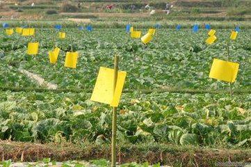 湖南無公害9法巧防蔬菜蚜蟲 生物菌劑消滅蚜蟲！