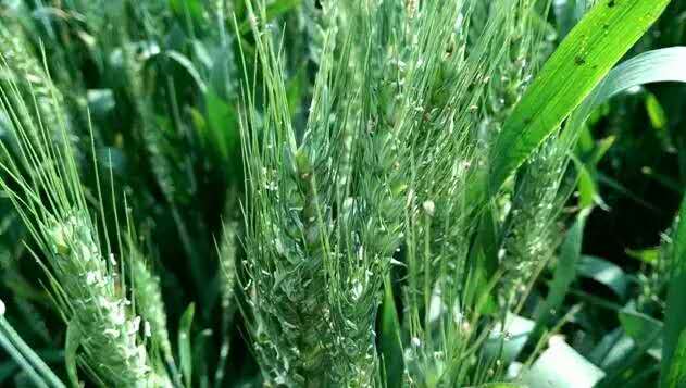 人元生物蚜必凈可有效防治蚜蟲 人元生物蚜必凈可有效防治蚜蟲