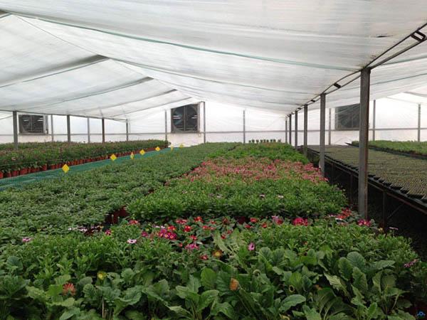 有機肥：盲目混施化肥，越冬蔬菜將遭受肥害