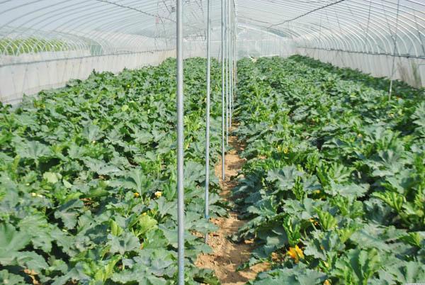 安徽生物有機肥：老棚蔬菜種植如何改善土壤養(yǎng)分？