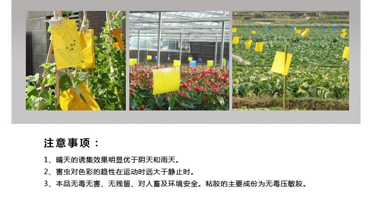 粘蟲板 粘蟲板