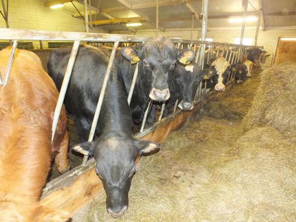 海南2018農村新建養(yǎng)殖場補貼10萬元