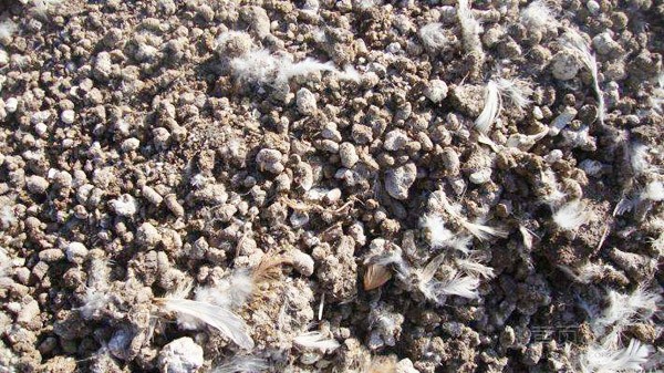 雞糞發(fā)酵后做飼料喂豬技術(shù) 雞糞發(fā)酵后做飼料喂豬技術(shù)