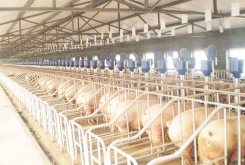 豬糞有機(jī)肥一噸多少錢？