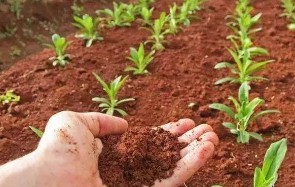 河南化肥搭配有機(jī)肥好處多