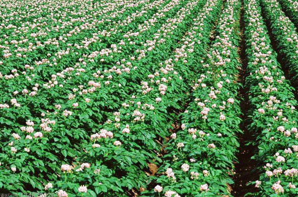 河南有機肥的五大功效