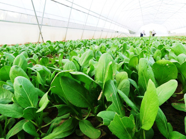 海南蔬菜受凍后如何補(bǔ)救