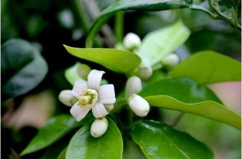 柚子樹(shù)苗施用什么肥料甜