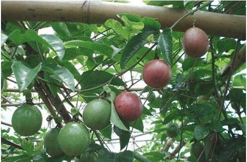 百香果開花時(shí)施用什么肥料好，施肥技術(shù)有哪些？