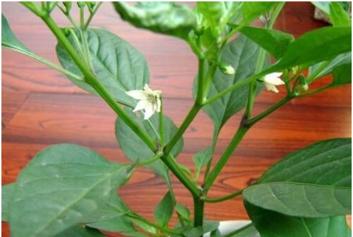 辣椒開花不結(jié)果的原因，需要施用什么肥料