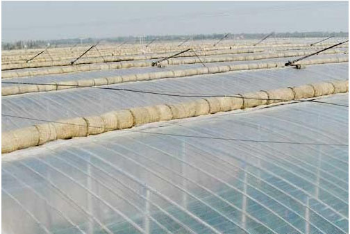 辣椒開花不結(jié)果的原因，需要施用什么肥料