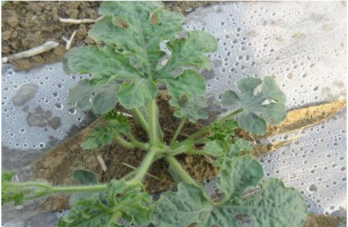 西瓜施用什么肥料長的好？施肥技術(shù)有哪些？