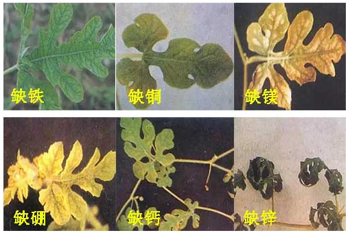 西瓜施用什么肥料長(zhǎng)的好？施肥技術(shù)有哪些？