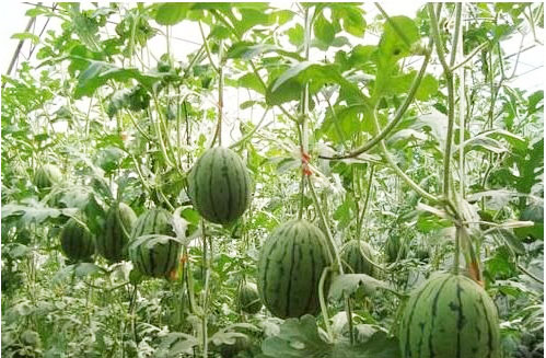 西瓜施用什么肥料長的好？施肥技術(shù)有哪些？