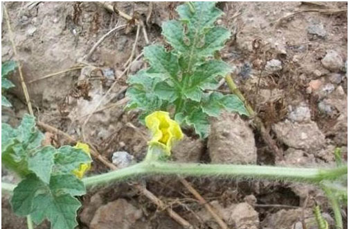 西瓜施用什么肥料長的好？施肥技術(shù)有哪些？