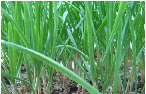 大棚韭菜沖什么肥料長(zhǎng)的快?需要注意哪些？