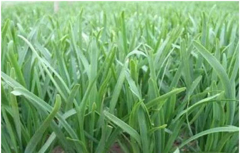 大棚韭菜沖什么肥料長(zhǎng)的快?需要注意哪些？