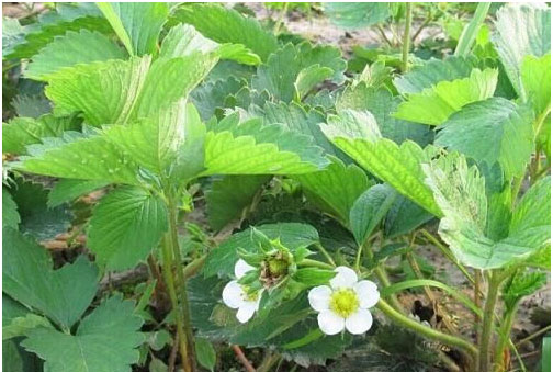 草莓種植施用什么肥料好，如何施肥？