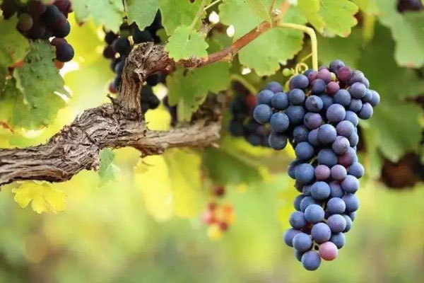 種植葡萄時(shí)施用什么肥料好？