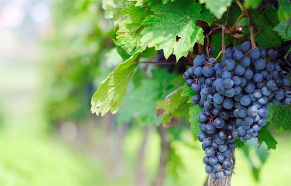 種植葡萄時(shí)用什么肥料好？