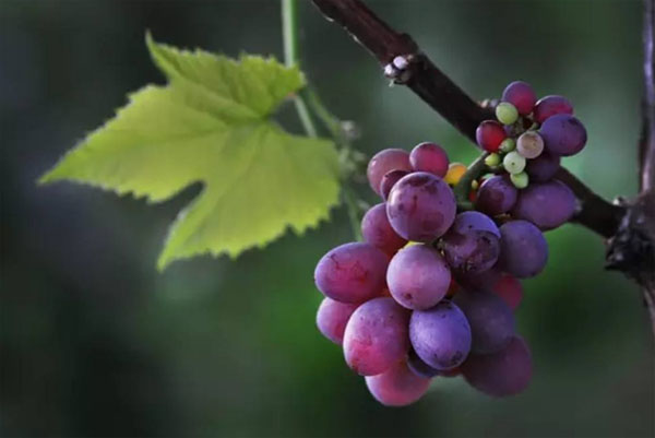 種植葡萄時(shí)用什么肥料好？