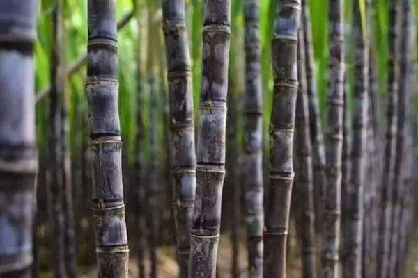 甘蔗施用什么肥料好？如何使用？