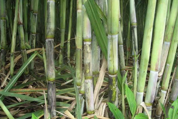 甘蔗施用什么肥料好？如何使用？