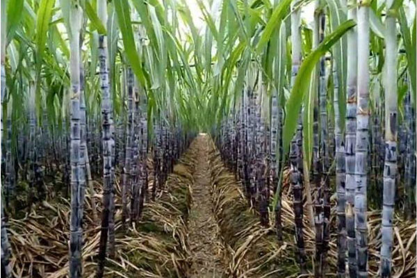 甘蔗施用什么肥料好？如何使用？