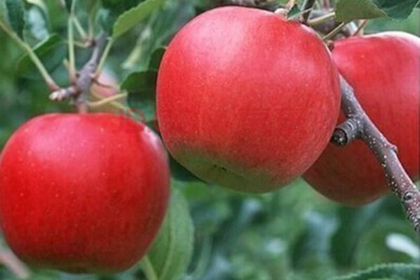 蘋果樹用什么肥料更好?如何施肥？