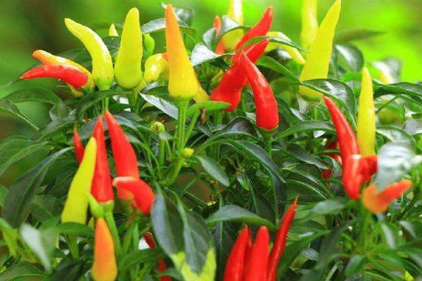 朝天椒施什么肥比較好？具體使用方法如何？