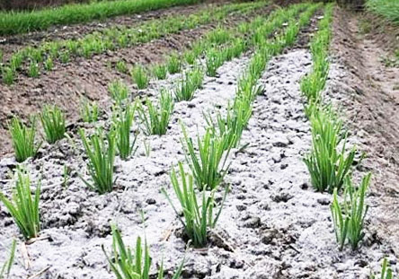 鉀肥是什么肥料，鉀肥的種類有哪些？