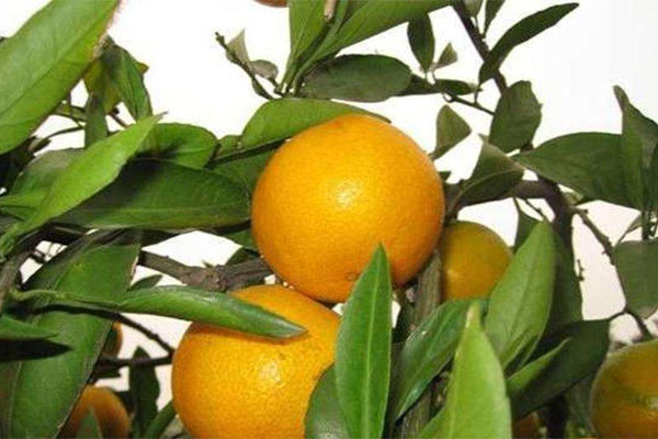 種柑橘用什么肥料好？如何使用？